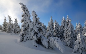 snow-trees-wallpaper-winter-nature-snow_trees_wallpaper_winter_nature_wallpaper_2560_1600_widescreen_1293